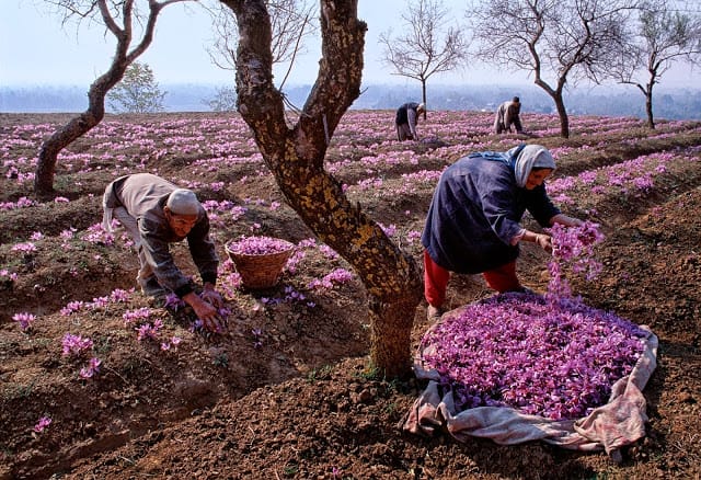 Momento de la recolección de las flores de azafrán en Irán