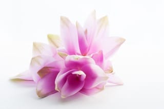 Flor de la magnolia