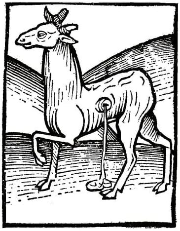 Grabado del siglo XV que reproduce un ciervo almizclero